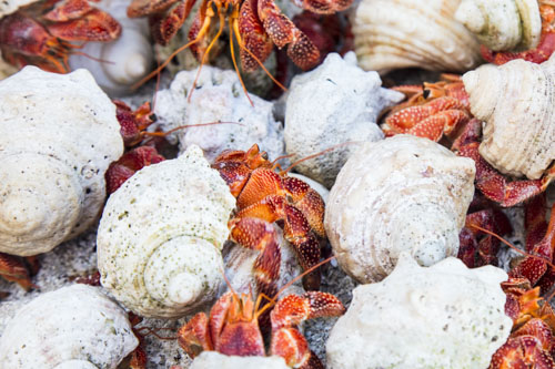 cocos keeling island photo tour example 15